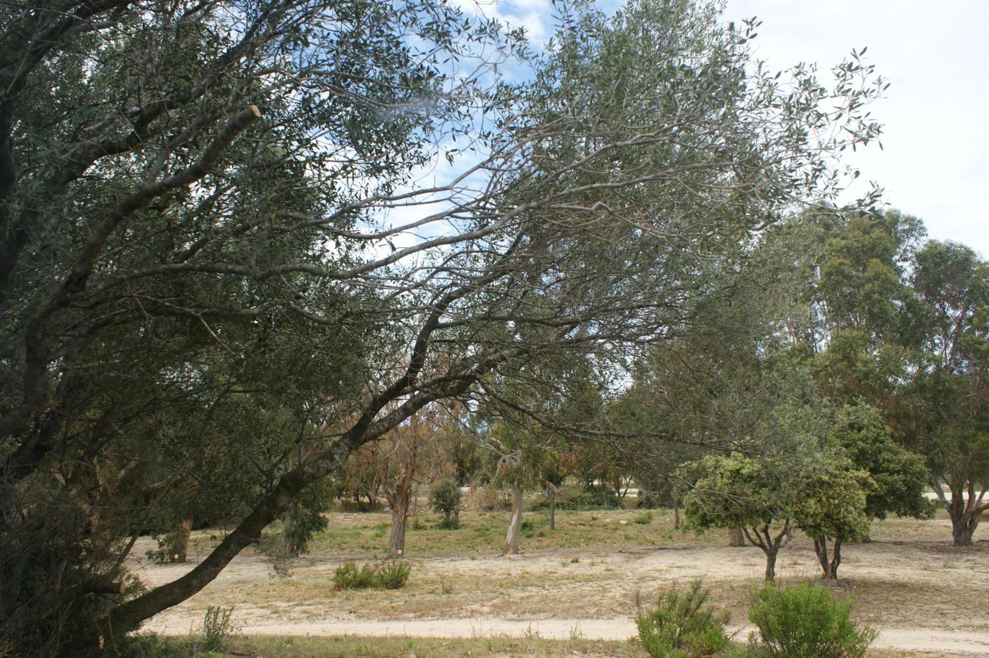 Villa Belle Location Sur Lumio Avec Vue Remarquable Et Jardin Esterno foto
